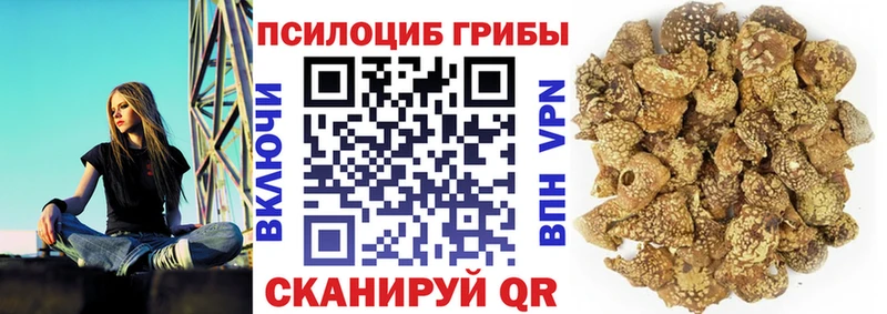 где продают   Гурьевск  Псилоцибиновые грибы MAGIC MUSHROOMS 